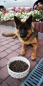 vom Trojangold, hodowla Owczarków Niemieckich Długowłosych