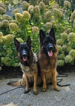 vom Trojangold, hodowla Owczarków Niemieckich Długowłosych