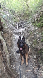 vom Trojangold, hodowla Owczarków Niemieckich Długowłosych