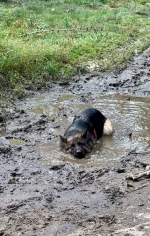 vom Trojangold, hodowla Owczarków Niemieckich Długowłosych