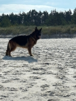 vom Trojangold, hodowla Owczarków Niemieckich Długowłosych