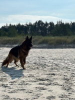 vom Trojangold, hodowla Owczarków Niemieckich Długowłosych