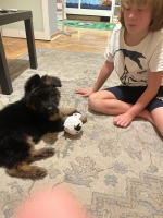 vom Trojangold, hodowla Owczarków Niemieckich Długowłosych