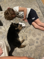 vom Trojangold, hodowla Owczarków Niemieckich Długowłosych