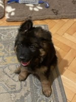 vom Trojangold, hodowla Owczarków Niemieckich Długowłosych