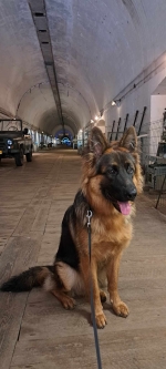 vom Trojangold, hodowla Owczarków Niemieckich Długowłosych