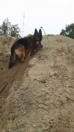 vom Trojangold, hodowla Owczarków Niemieckich Długowłosych