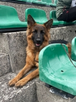 vom Trojangold, hodowla Owczarków Niemieckich Długowłosych