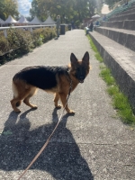 vom Trojangold, hodowla Owczarków Niemieckich Długowłosych