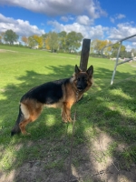 vom Trojangold, hodowla Owczarków Niemieckich Długowłosych