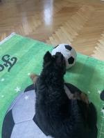 vom Trojangold, hodowla Owczarków Niemieckich Długowłosych