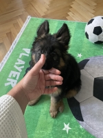 vom Trojangold, hodowla Owczarków Niemieckich Długowłosych