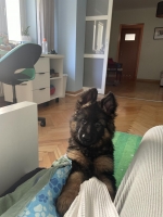 vom Trojangold, hodowla Owczarków Niemieckich Długowłosych