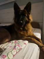 vom Trojangold, hodowla Owczarków Niemieckich Długowłosych