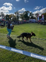 vom Trojangold, hodowla Owczarków Niemieckich Długowłosych