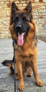 vom Trojangold, hodowla Owczarków Niemieckich Długowłosych