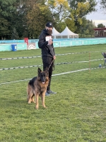 vom Trojangold, hodowla Owczarków Niemieckich Długowłosych