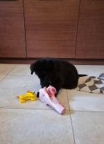 vom Trojangold, hodowla Owczarków Niemieckich Długowłosych