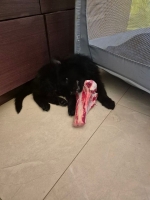 vom Trojangold, hodowla Owczarków Niemieckich Długowłosych