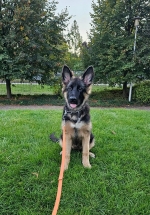 vom Trojangold, hodowla Owczarków Niemieckich Długowłosych