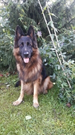 vom Trojangold, hodowla Owczarków Niemieckich Długowłosych