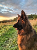 vom Trojangold, hodowla Owczarków Niemieckich Długowłosych