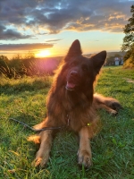 vom Trojangold, hodowla Owczarków Niemieckich Długowłosych