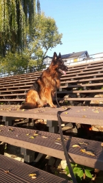 vom Trojangold, hodowla Owczarków Niemieckich Długowłosych