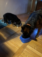 vom Trojangold, hodowla Owczarków Niemieckich Długowłosych