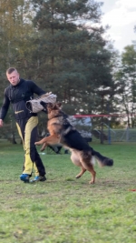 vom Trojangold, hodowla Owczarków Niemieckich Długowłosych