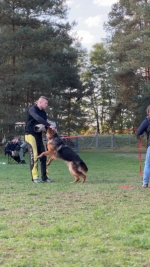 vom Trojangold, hodowla Owczarków Niemieckich Długowłosych