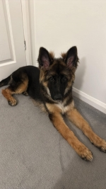 vom Trojangold, hodowla Owczarków Niemieckich Długowłosych