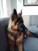 vom Trojangold, hodowla Owczarków Niemieckich Długowłosych