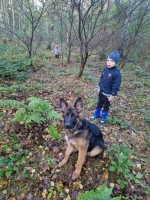 vom Trojangold, hodowla Owczarków Niemieckich Długowłosych