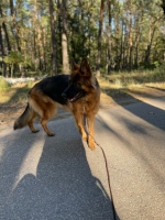 vom Trojangold, hodowla Owczarków Niemieckich Długowłosych