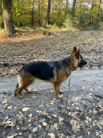 vom Trojangold, hodowla Owczarków Niemieckich Długowłosych