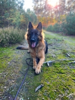 vom Trojangold, hodowla Owczarków Niemieckich Długowłosych