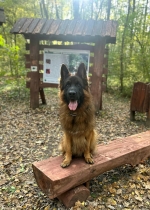 vom Trojangold, hodowla Owczarków Niemieckich Długowłosych