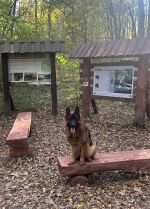 vom Trojangold, hodowla Owczarków Niemieckich Długowłosych