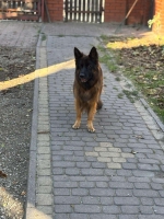 vom Trojangold, hodowla Owczarków Niemieckich Długowłosych