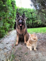 vom Trojangold, hodowla Owczarków Niemieckich Długowłosych