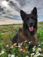 vom Trojangold, hodowla Owczarków Niemieckich Długowłosych