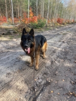 vom Trojangold, hodowla Owczarków Niemieckich Długowłosych