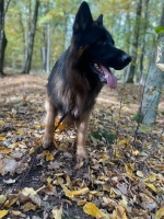 vom Trojangold, hodowla Owczarków Niemieckich Długowłosych