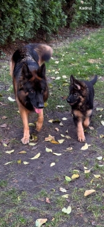 vom Trojangold, hodowla Owczarków Niemieckich Długowłosych