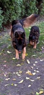 vom Trojangold, hodowla Owczarków Niemieckich Długowłosych