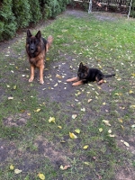 vom Trojangold, hodowla Owczarków Niemieckich Długowłosych