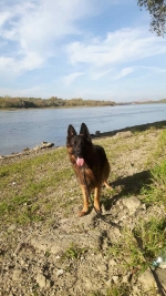 vom Trojangold, hodowla Owczarków Niemieckich Długowłosych