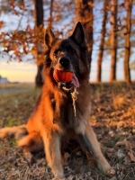 vom Trojangold, hodowla Owczarków Niemieckich Długowłosych