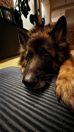 vom Trojangold, hodowla Owczarków Niemieckich Długowłosych